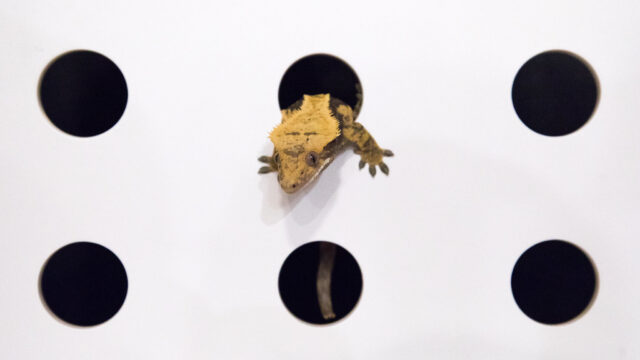 クレステッドゲッコー