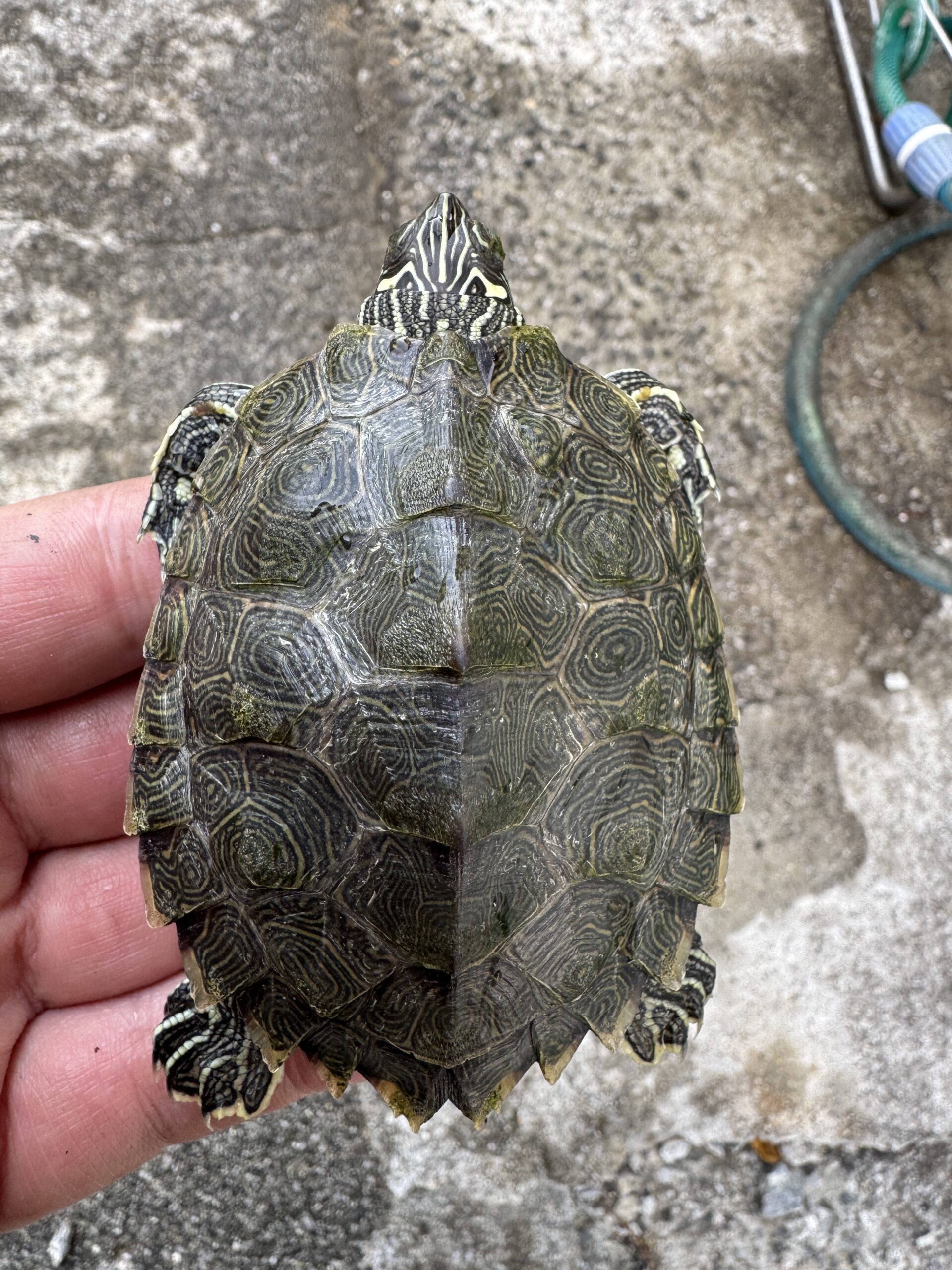 ケイグルチズガメ（Graptemys caglei）