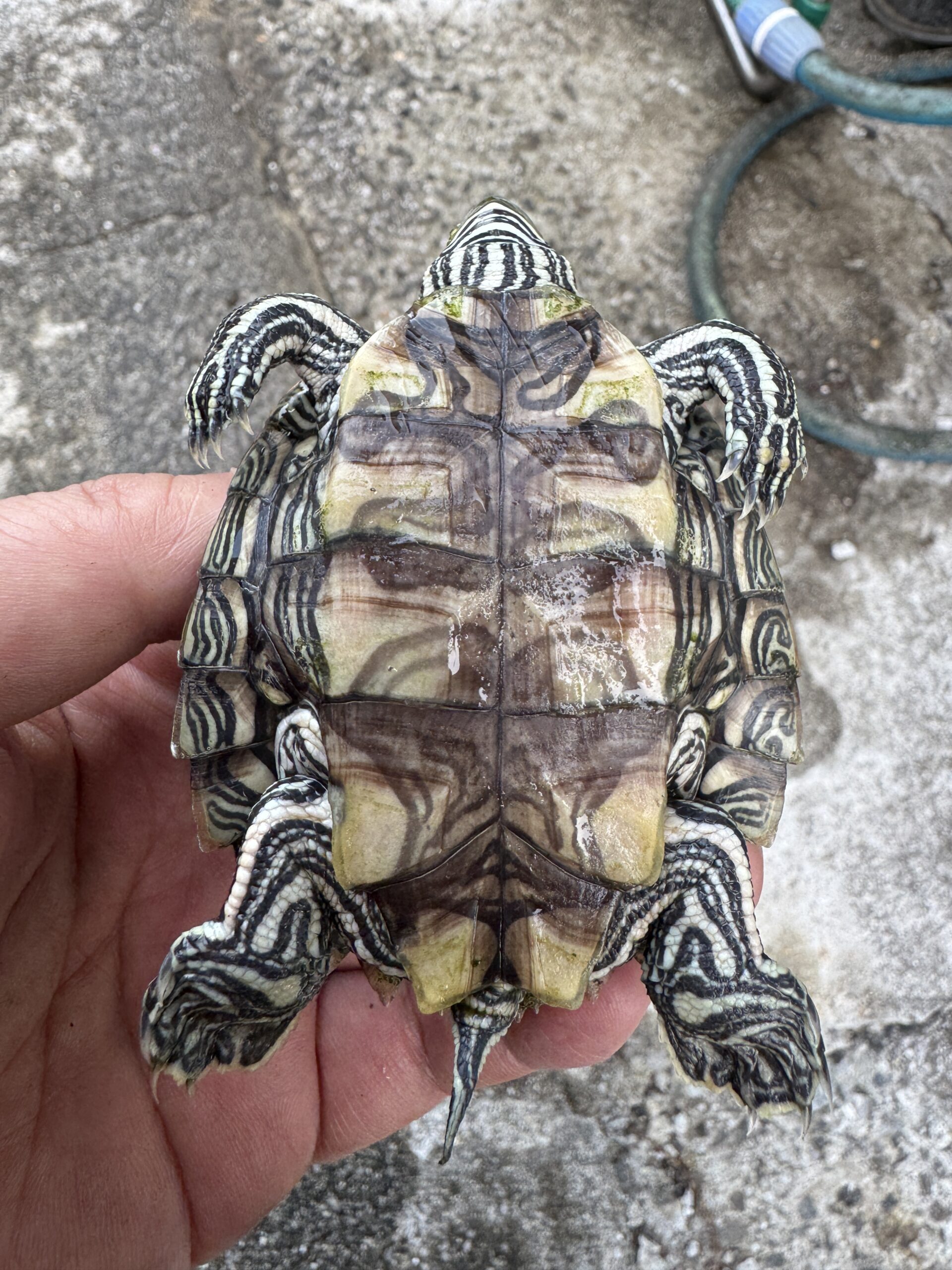 ケイグルチズガメ（Graptemys caglei）