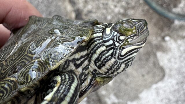 ケイグルチズガメ（Graptemys caglei）