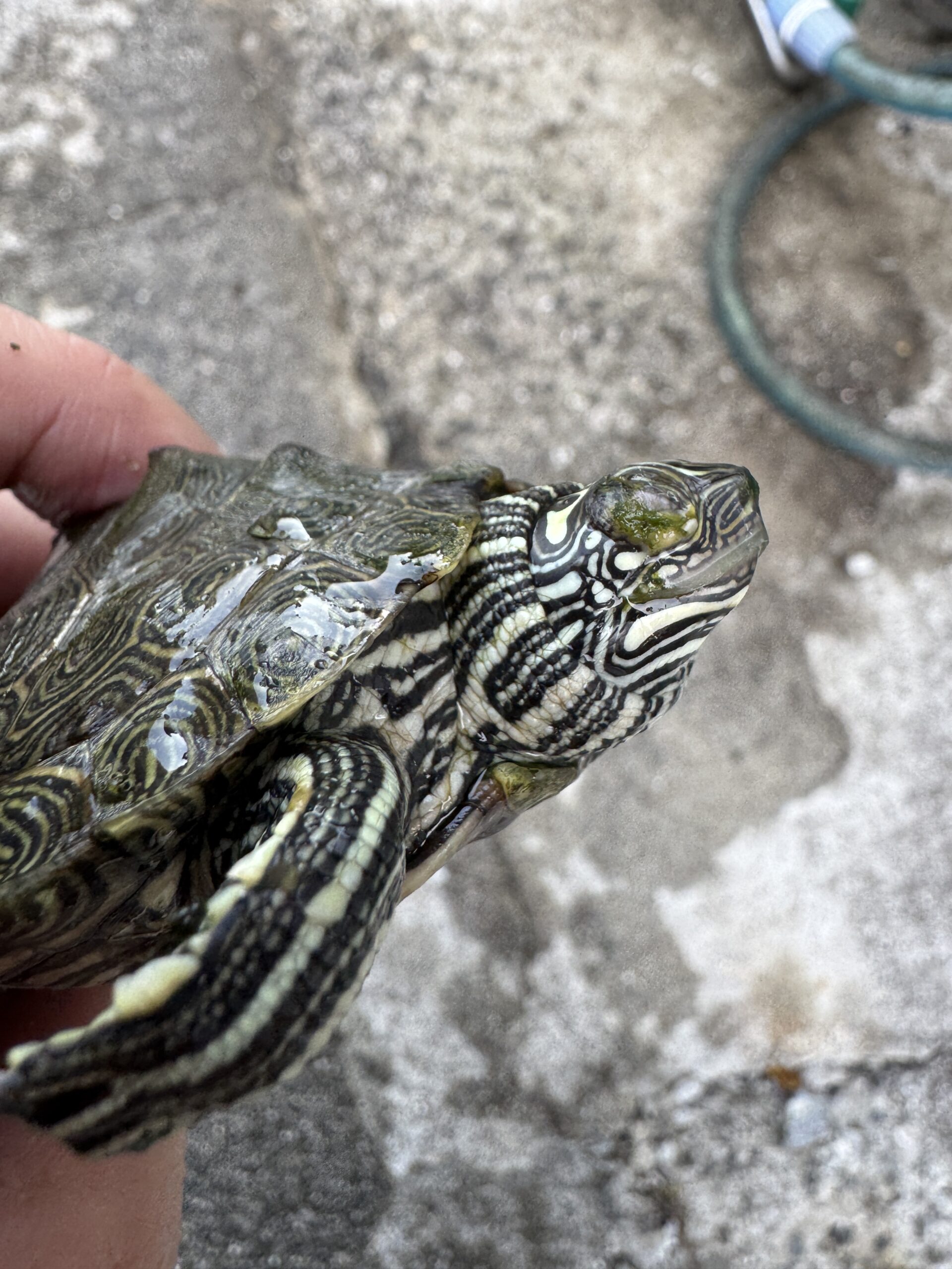 ケイグルチズガメ（Graptemys caglei）