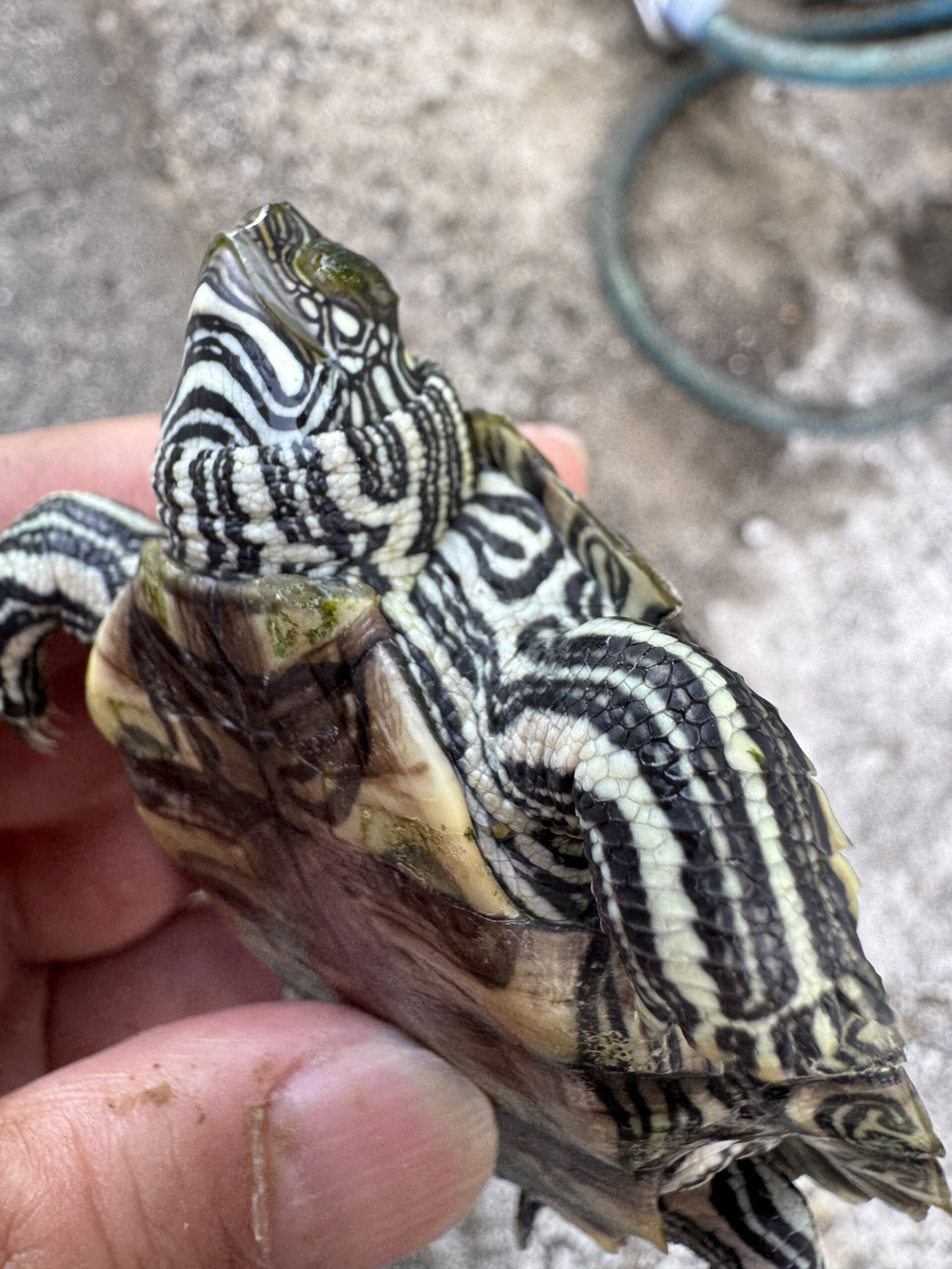 ケイグルチズガメ（Graptemys caglei）