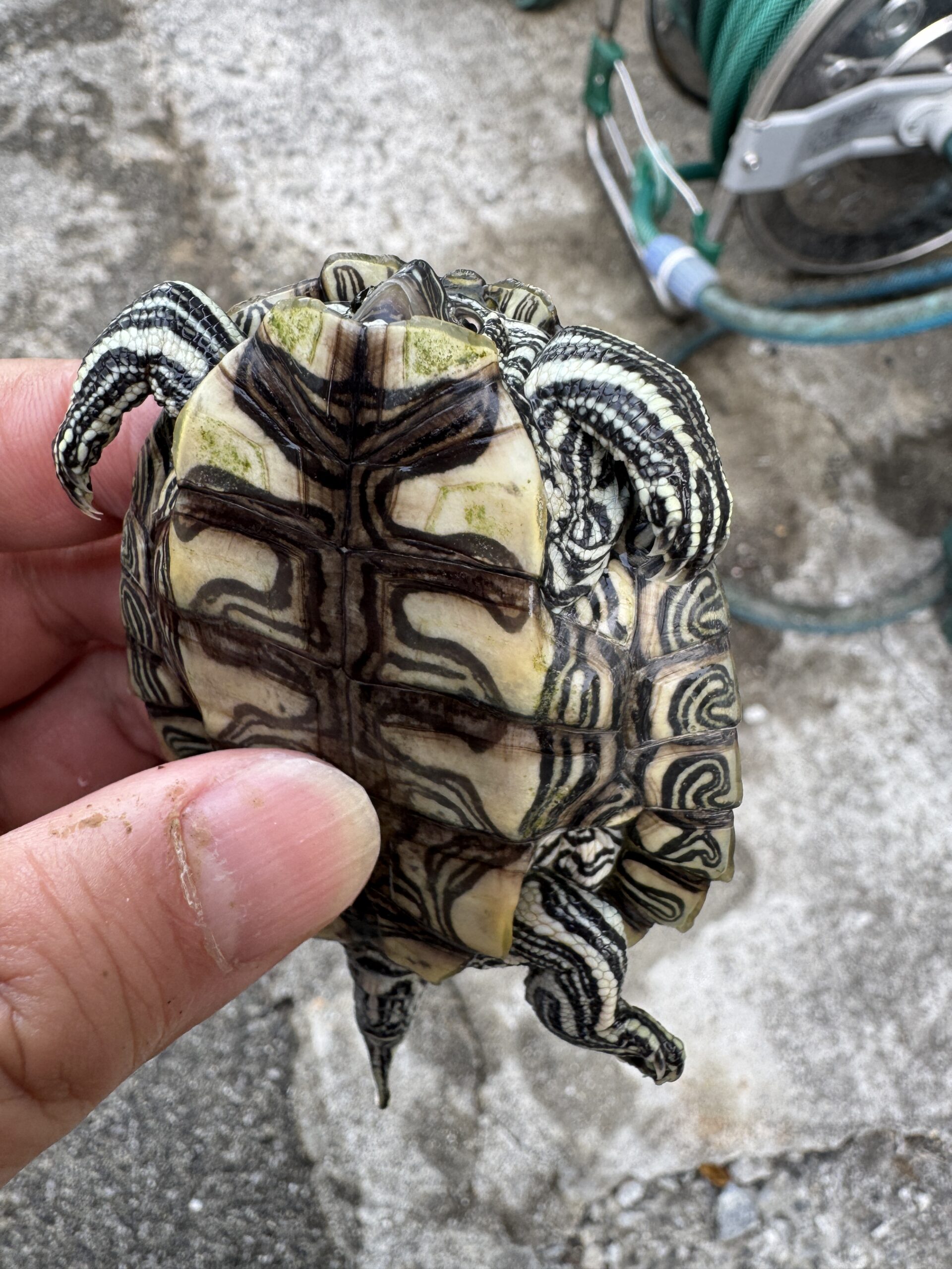 ケイグルチズガメ（Graptemys caglei）