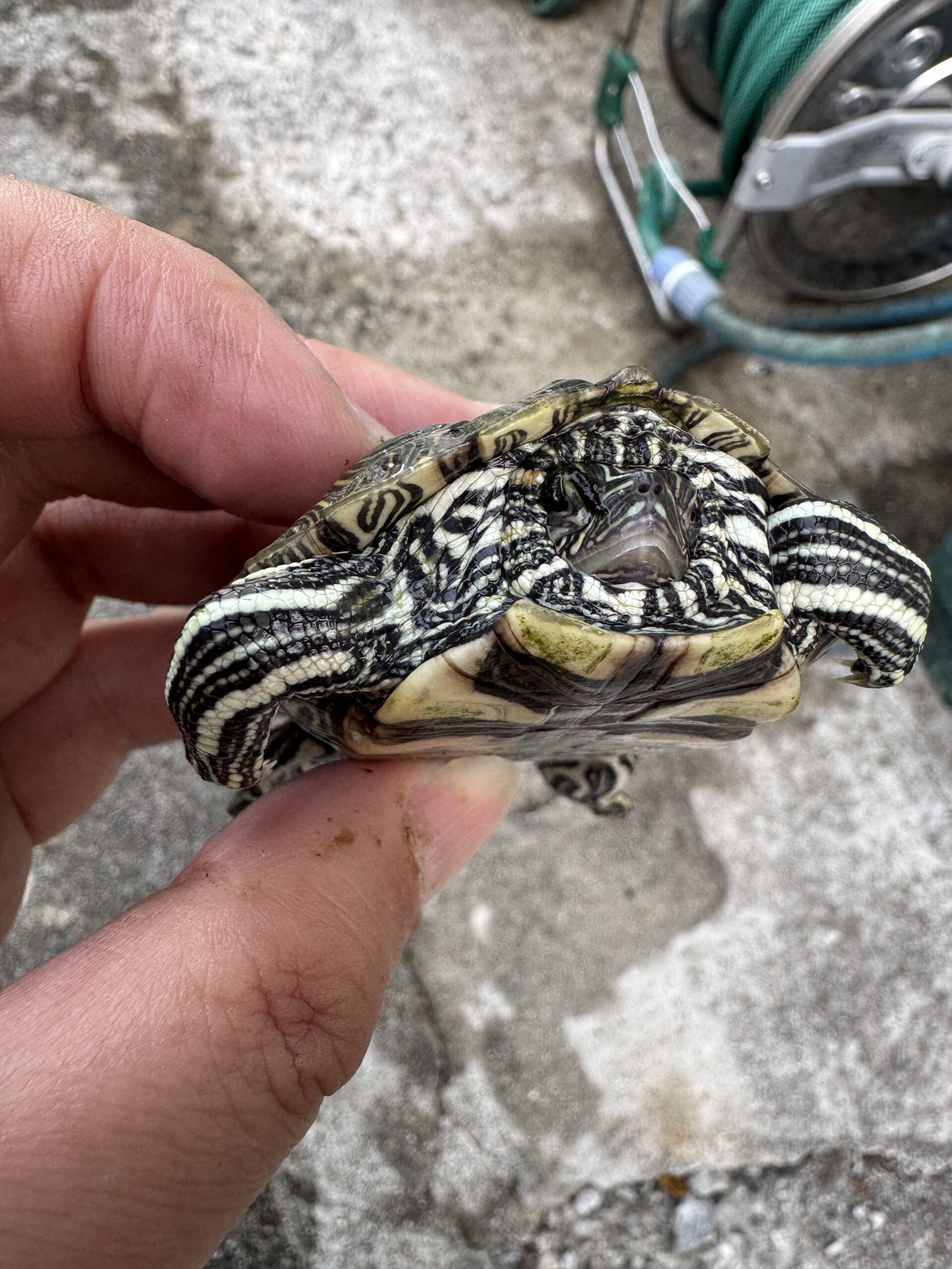 ケイグルチズガメ（Graptemys caglei）