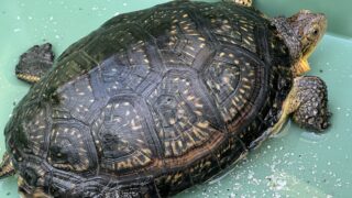 ブランディングガメ（Emydoidea blandingii）