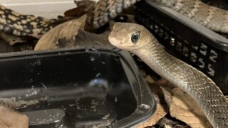 オオカサントウ（Ptyas carinata）