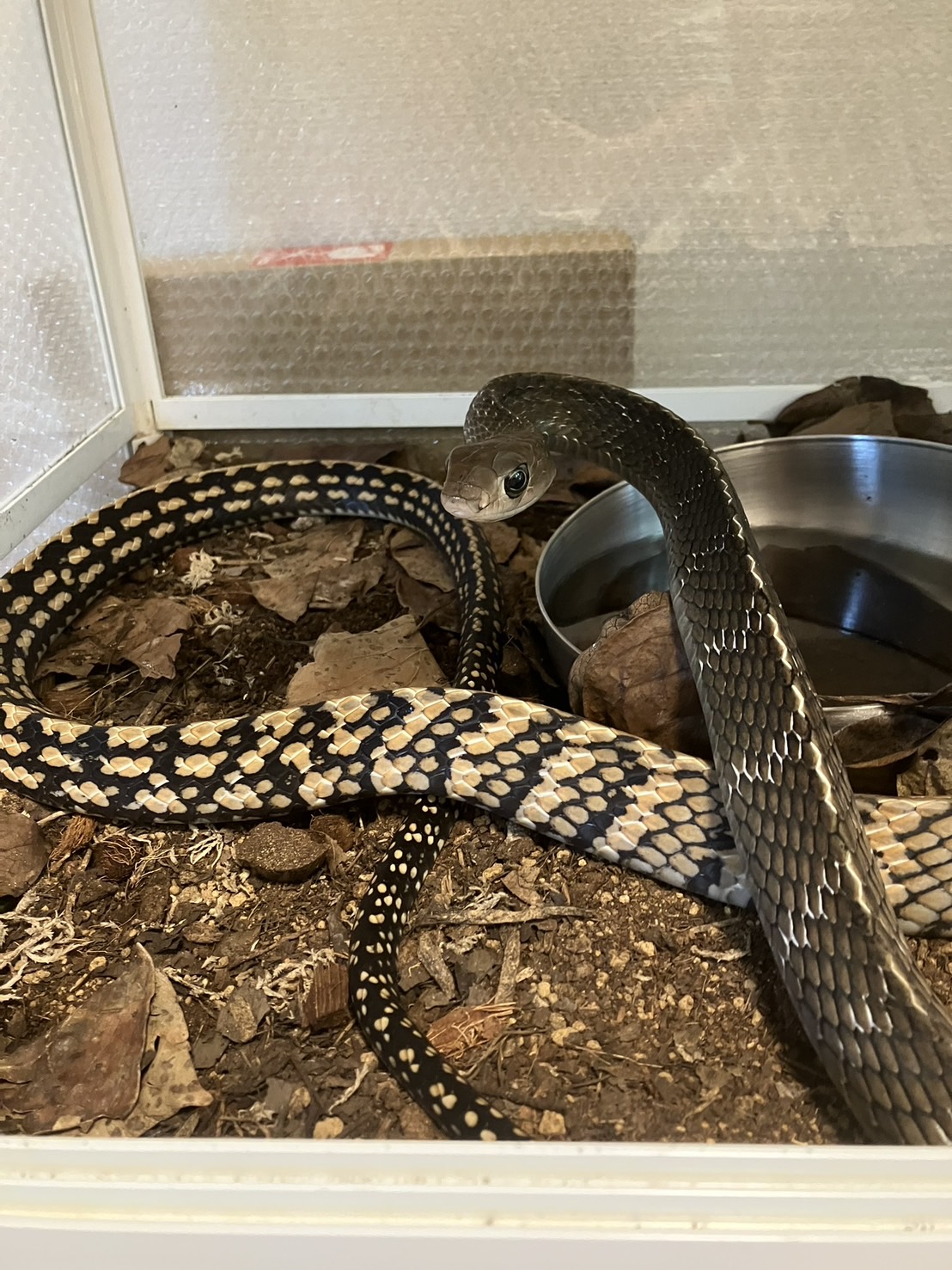 オオカサントウ（Ptyas carinata）