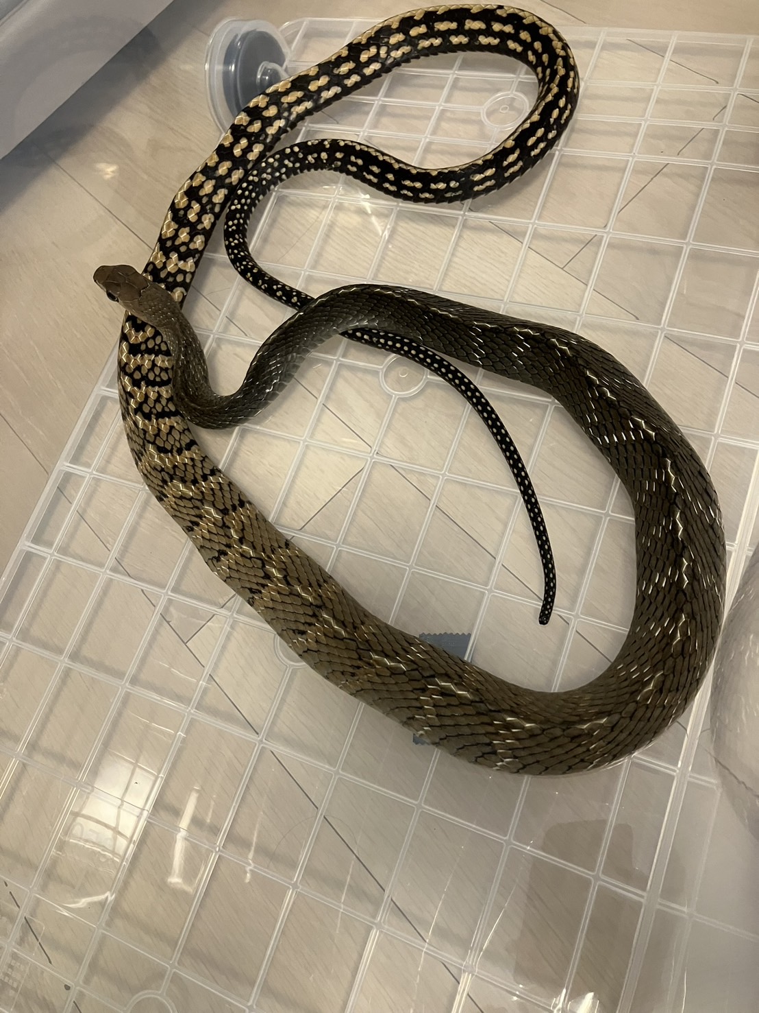 オオカサントウ（Ptyas carinata）