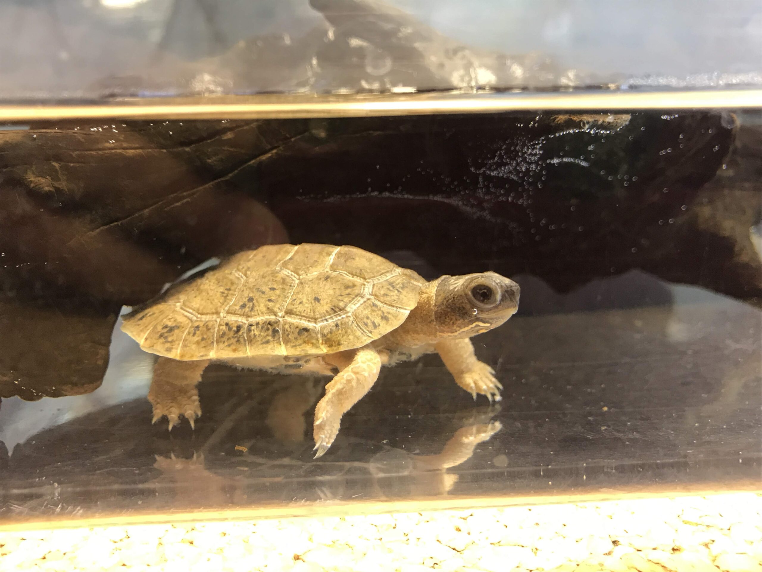 モリイシガメ（Glyptemys insculpta）