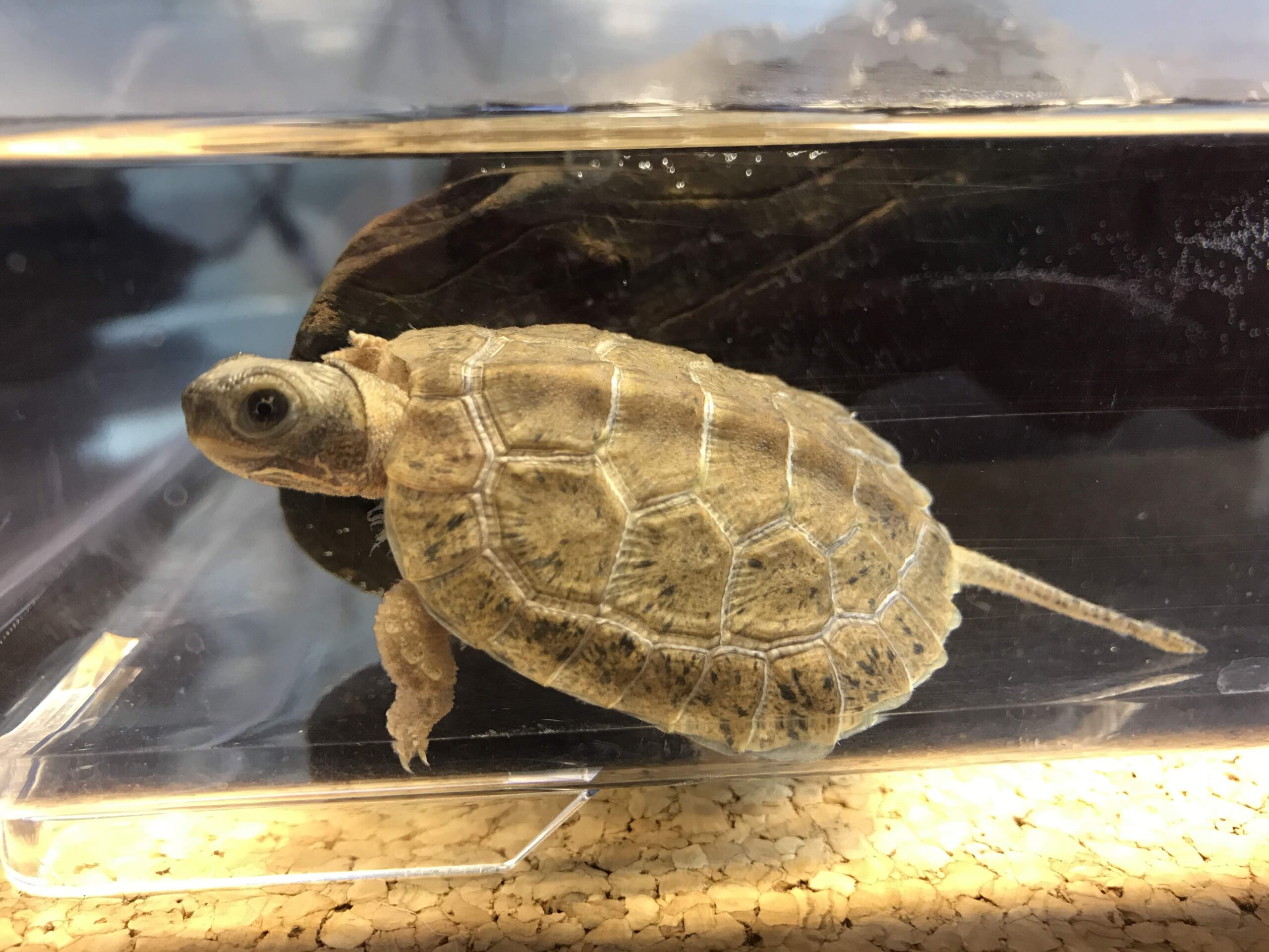 モリイシガメ（Glyptemys insculpta）