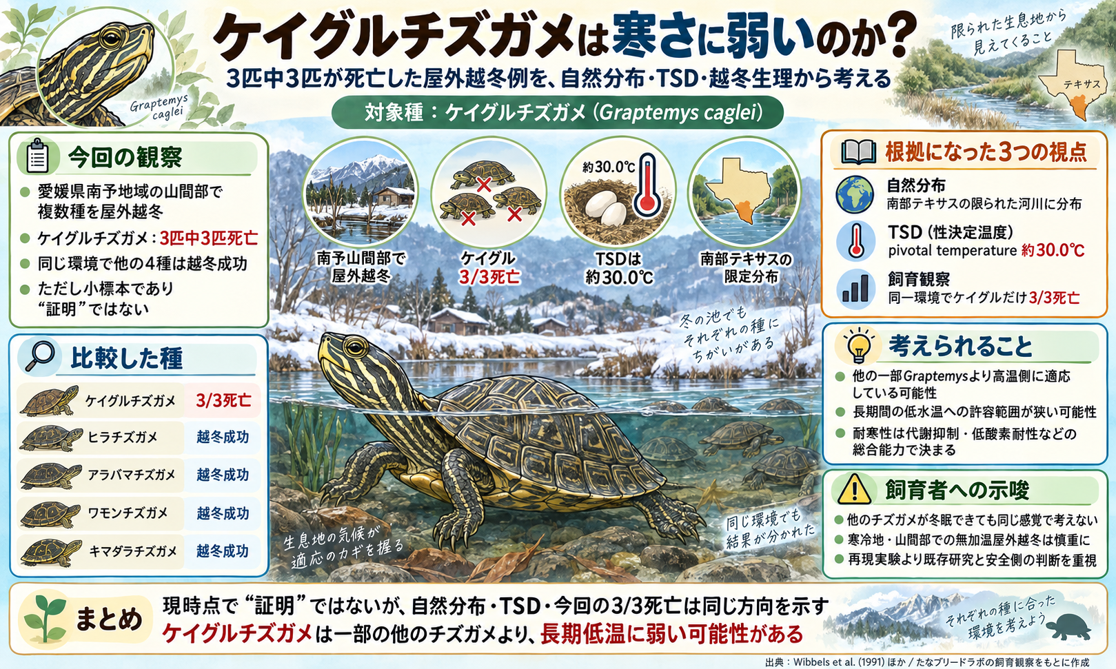 ケイグルチズガメ（Graptemys caglei）