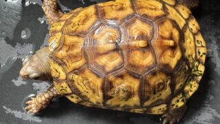 トウブハコガメ（グリーン左点系統）