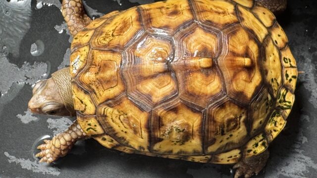トウブハコガメ（グリーン左点系統）