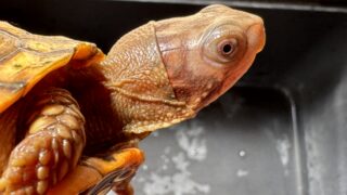 トウブハコガメ（グリーン左点系統）